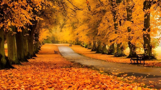 Seasonal Forgetfulness: Does Autumn Make You More Forgetful?